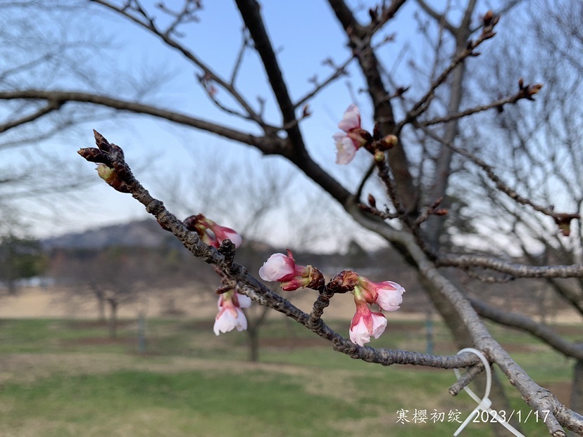 
北京中医院黄牛代挂号电话票贩子号贩子网上预约挂号,住院检查加快,2023赏樱季序幕拉开 辰山植物园寒樱报春开花量已达四成