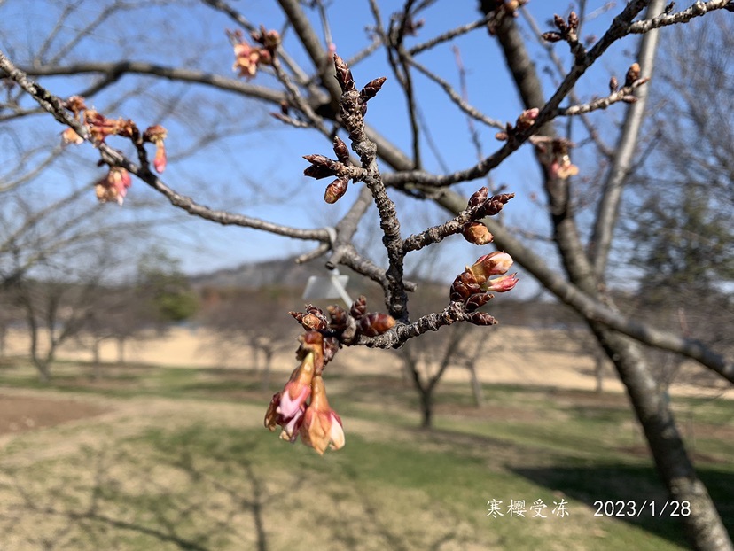 
北京中医院黄牛代挂号电话票贩子号贩子网上预约挂号,住院检查加快,2023赏樱季序幕拉开 辰山植物园寒樱报春开花量已达四成