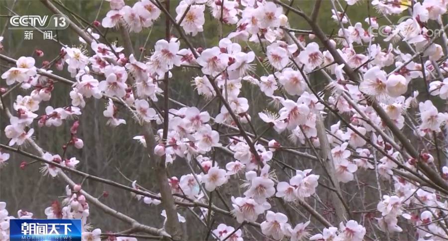 花开中国 万物复苏