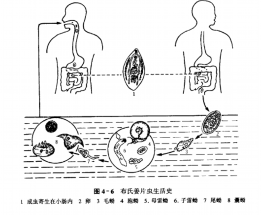 
南京市第一医院黄牛代挂号电话票贩子号贩子网上预约挂号,住院检查加快,这种东西竟不能生吃？很多人从小吃到大