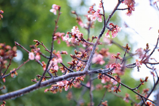 
上海各大医院黄牛代挂号电话票贩子号贩子网上预约挂号,住院检查加快,顾村公园早樱绽放~今年的樱花季千万不要错过！