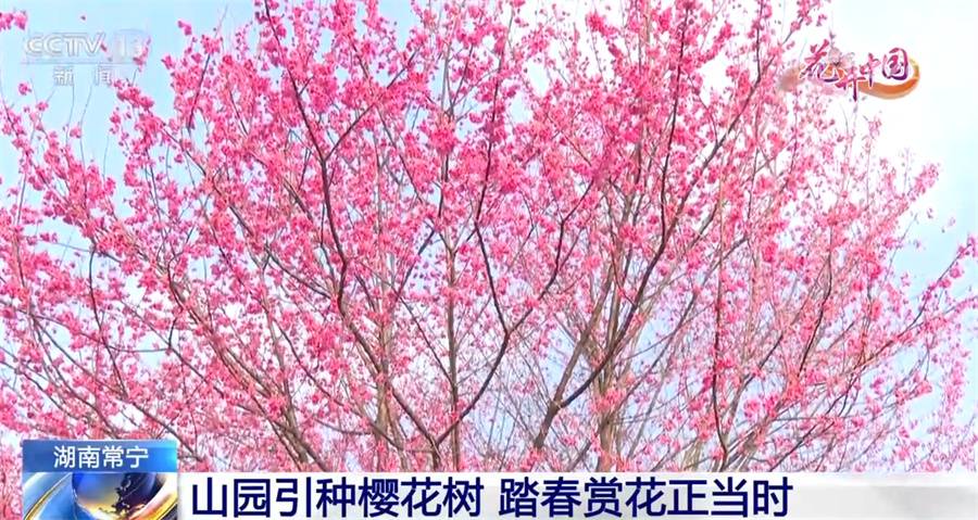 北京协和医院黄牛代挂号电话票贩子号贩子网上预约挂号,住院检查加快,山樱烂漫 生机盎然 拓宽当地致富路