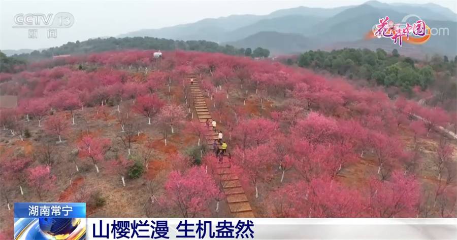 北京协和医院黄牛代挂号电话票贩子号贩子网上预约挂号,住院检查加快,山樱烂漫 生机盎然 拓宽当地致富路