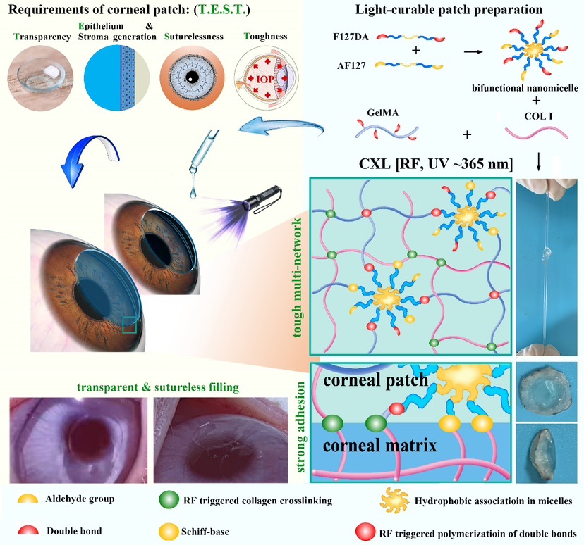 “T.E.S.T.”凝胶结构和功能设计示意图