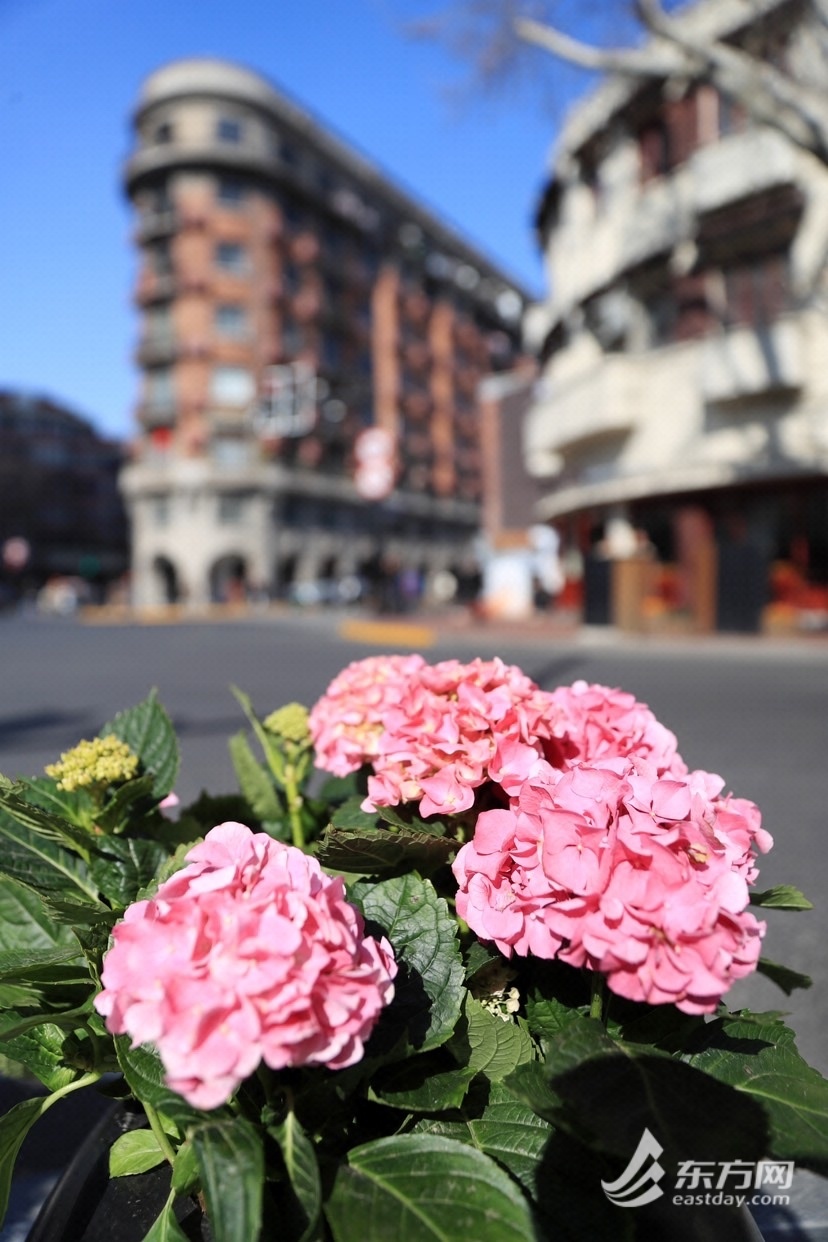 
浙江口腔医院黄牛代挂号电话票贩子号贩子网上预约挂号,住院检查加快,武康路花钵2.0版登场：绣球花接棒郁金香 未来将定期调整花卉品种