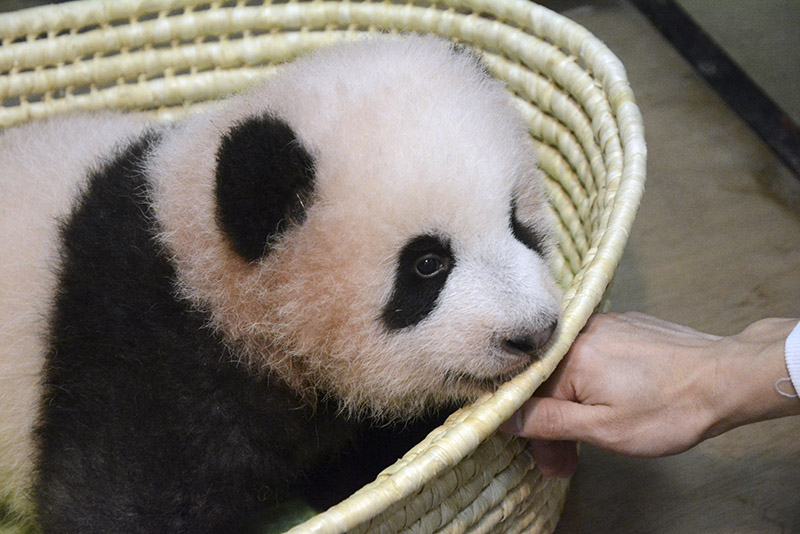 
北京儿研所黄牛代挂号电话票贩子号贩子网上预约挂号,住院检查加快,在日本堪比顶流的大熊猫“香香”即将回国，“滚滚”还在哪些国家圈粉