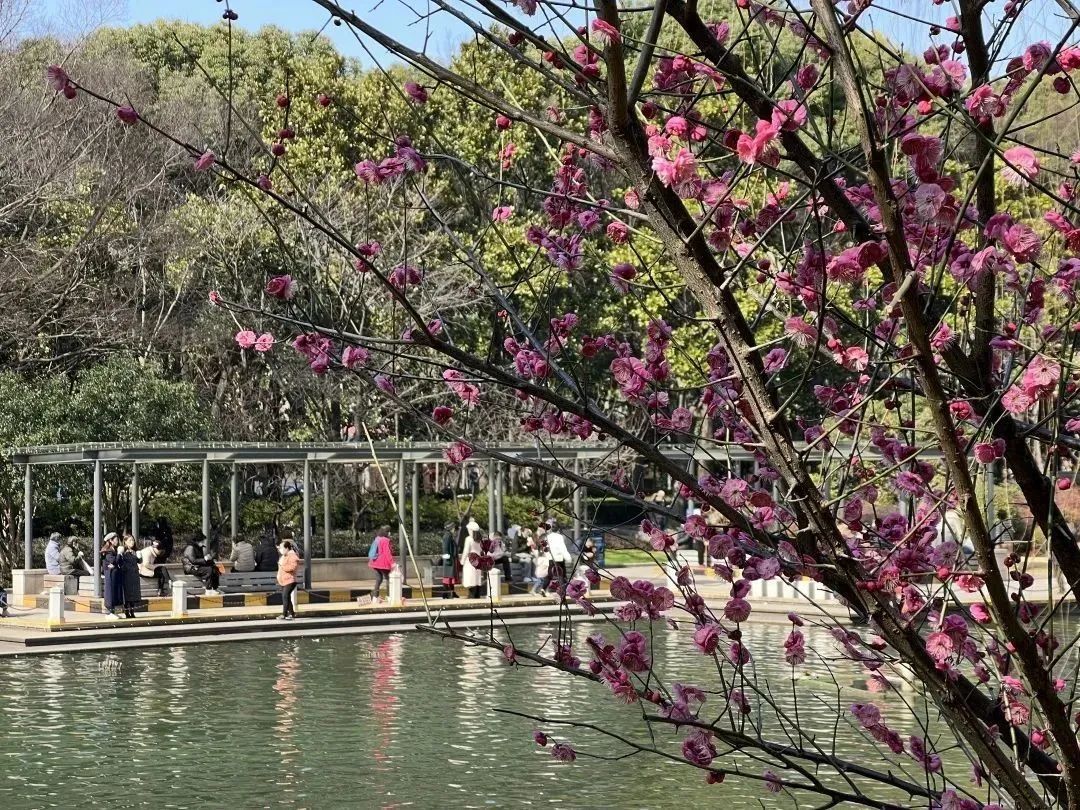 
首都医科大学附属安贞医院黄牛代挂号电话票贩子号贩子网上预约挂号,住院检查加快,上海一周区情：梅花玉兰枝头竞相绽放 游园踏青寻觅春天气息