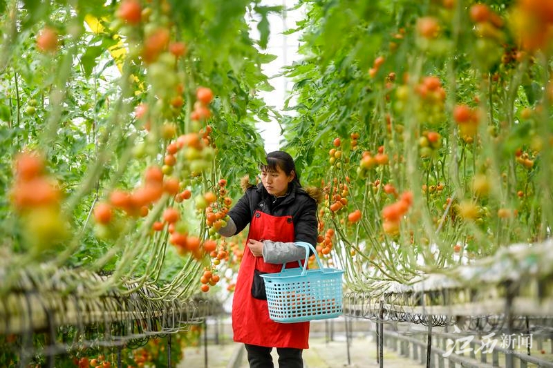 
北京各大医院黄牛代挂号电话票贩子号贩子网上预约挂号,住院检查加快,【奋进的春天】强村富民描绘乡村振兴画卷