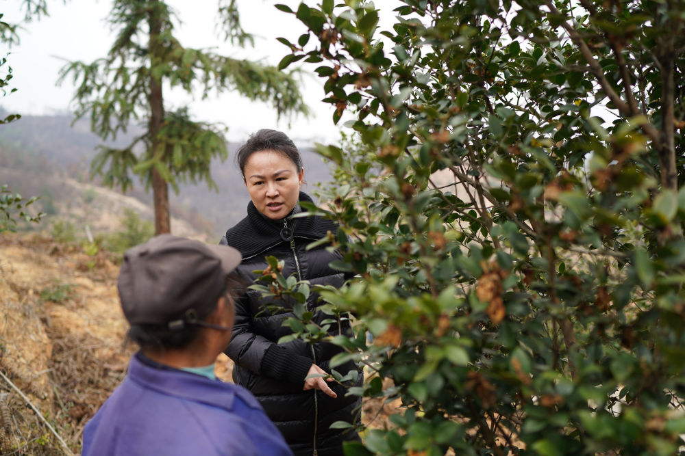 
广州口腔医院黄牛代挂号电话票贩子号贩子网上预约挂号,住院检查加快,十年两会·温暖记忆｜“讲不完的油茶树故事，道不尽的鱼水情深”