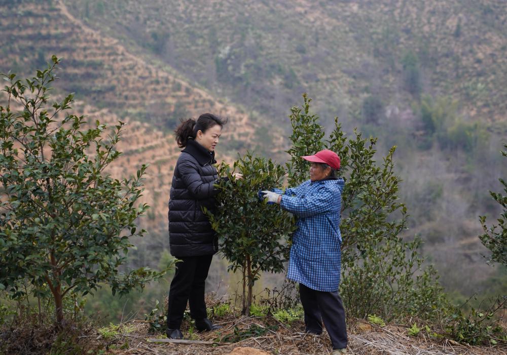 
广州口腔医院黄牛代挂号电话票贩子号贩子网上预约挂号,住院检查加快,十年两会·温暖记忆｜“讲不完的油茶树故事，道不尽的鱼水情深”