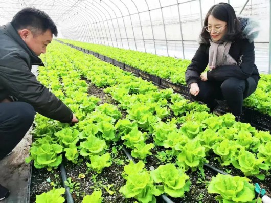 
西安市儿童医院黄牛代挂号电话票贩子号贩子网上预约挂号,住院检查加快,深化“种源”协作，守好奉贤市民“菜篮子”！