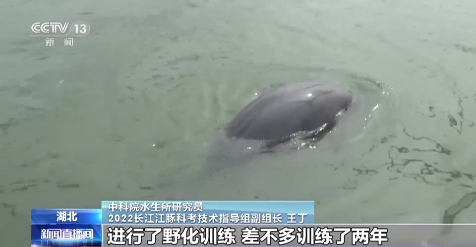 长江干流发现99对母子江豚，“微笑天使”首现历史性增长