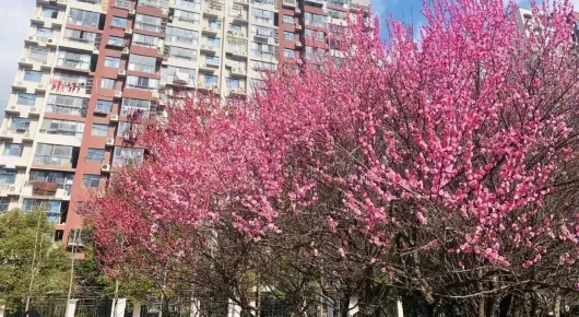 
北京同仁医院黄牛代挂号电话票贩子号贩子网上预约挂号,住院检查加快,上海街头“梅”景上新，途中也能遇见“梅”好~