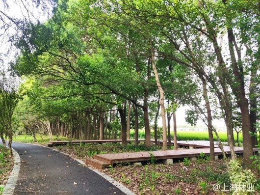 
上海精神卫生中心黄牛代挂号电话票贩子号贩子网上预约挂号,住院检查加快,上海市小微开放休闲林地增至54个，快去享受林间野趣吧~