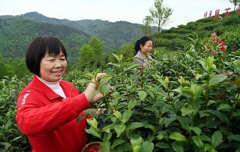 
北京同仁医院黄牛代挂号电话票贩子号贩子网上预约挂号,住院检查加快,看中国式现代化图景丨茶香富农