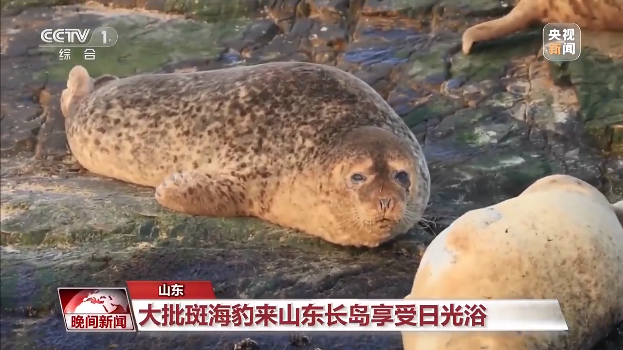 代挂姜玉武的号黄牛代挂号电话票贩子号贩子网上预约挂号,住院检查加快,春天里的中国丨万物复苏 春意盎然