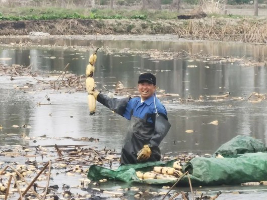 
南京市第一医院黄牛代挂号电话票贩子号贩子网上预约挂号,住院检查加快,春日“藕”遇，泥土淘“金”