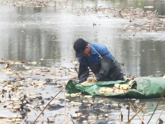 
南京市第一医院黄牛代挂号电话票贩子号贩子网上预约挂号,住院检查加快,春日“藕”遇，泥土淘“金”