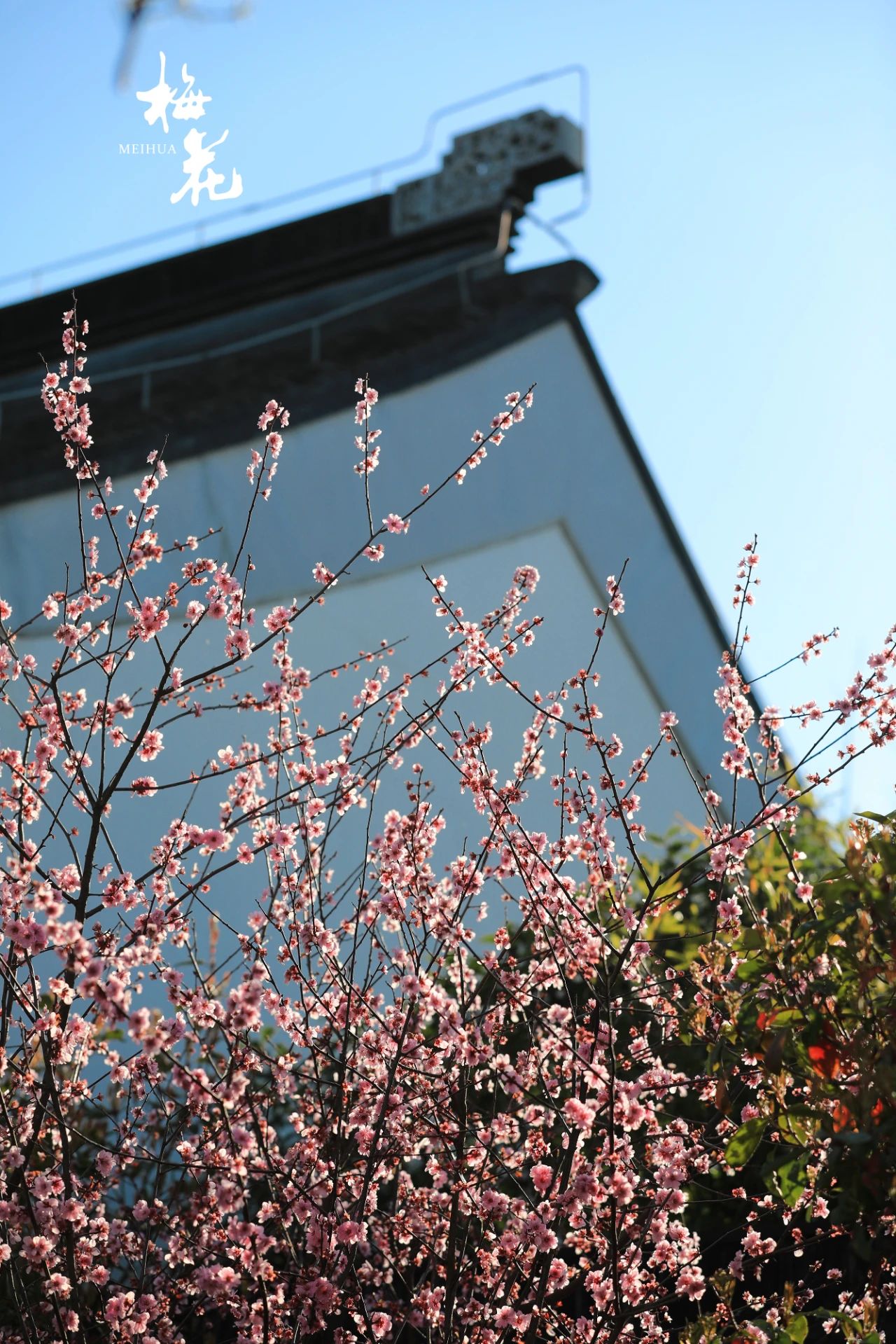 
北京鼓楼医院孙凌云黄牛代挂号电话票贩子号贩子网上预约挂号,住院检查加快,梅花知道有书香