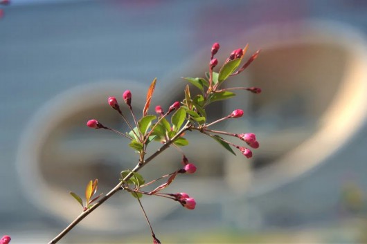 
北京肿瘤医院黄牛代挂号电话票贩子号贩子网上预约挂号,住院检查加快,嘉定的“春日使者”已就位~跟着小嘉一起踏春吧