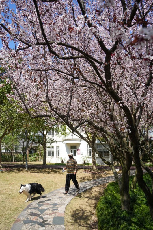 
北京肿瘤医院黄牛代挂号电话票贩子号贩子网上预约挂号,住院检查加快,嘉定的“春日使者”已就位~跟着小嘉一起踏春吧