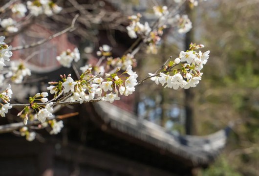 
北京肿瘤医院黄牛代挂号电话票贩子号贩子网上预约挂号,住院检查加快,嘉定的“春日使者”已就位~跟着小嘉一起踏春吧