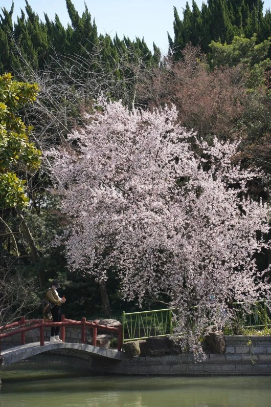 
北京肿瘤医院黄牛代挂号电话票贩子号贩子网上预约挂号,住院检查加快,嘉定的“春日使者”已就位~跟着小嘉一起踏春吧