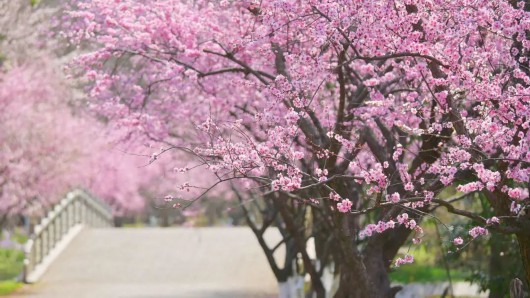 
中山大学肿瘤医院黄牛代挂号电话票贩子号贩子网上预约挂号,住院检查加快,花中“混血儿”打造粉色浪漫，海湾森林公园美人梅迎来盛花期