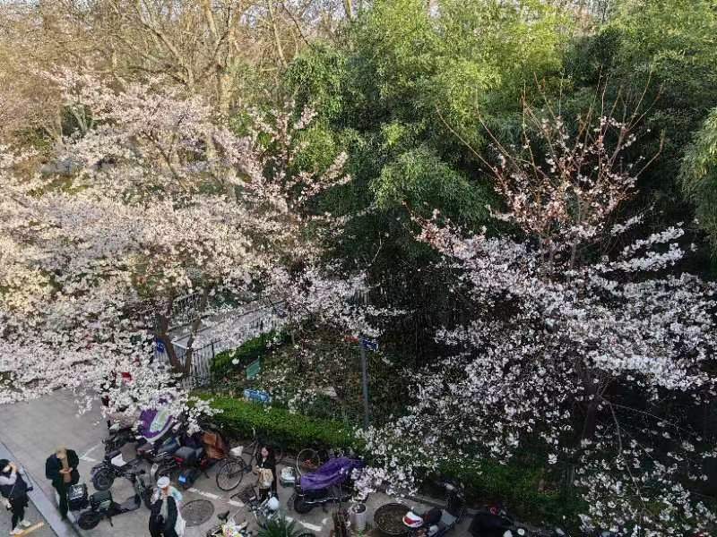 
回龙观医院黄牛代挂号电话票贩子号贩子网上预约挂号,住院检查加快,虹口足球场正式归来，2023HOST樱to生活节开幕