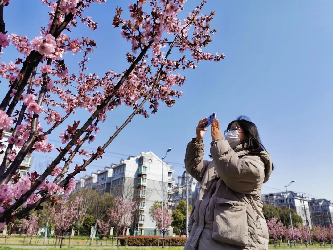 
北大口腔医院黄牛代挂号电话票贩子号贩子网上预约挂号,住院检查加快,宝山街头美人梅娇艳绽放 一起放慢脚步享受“梅”好吧
