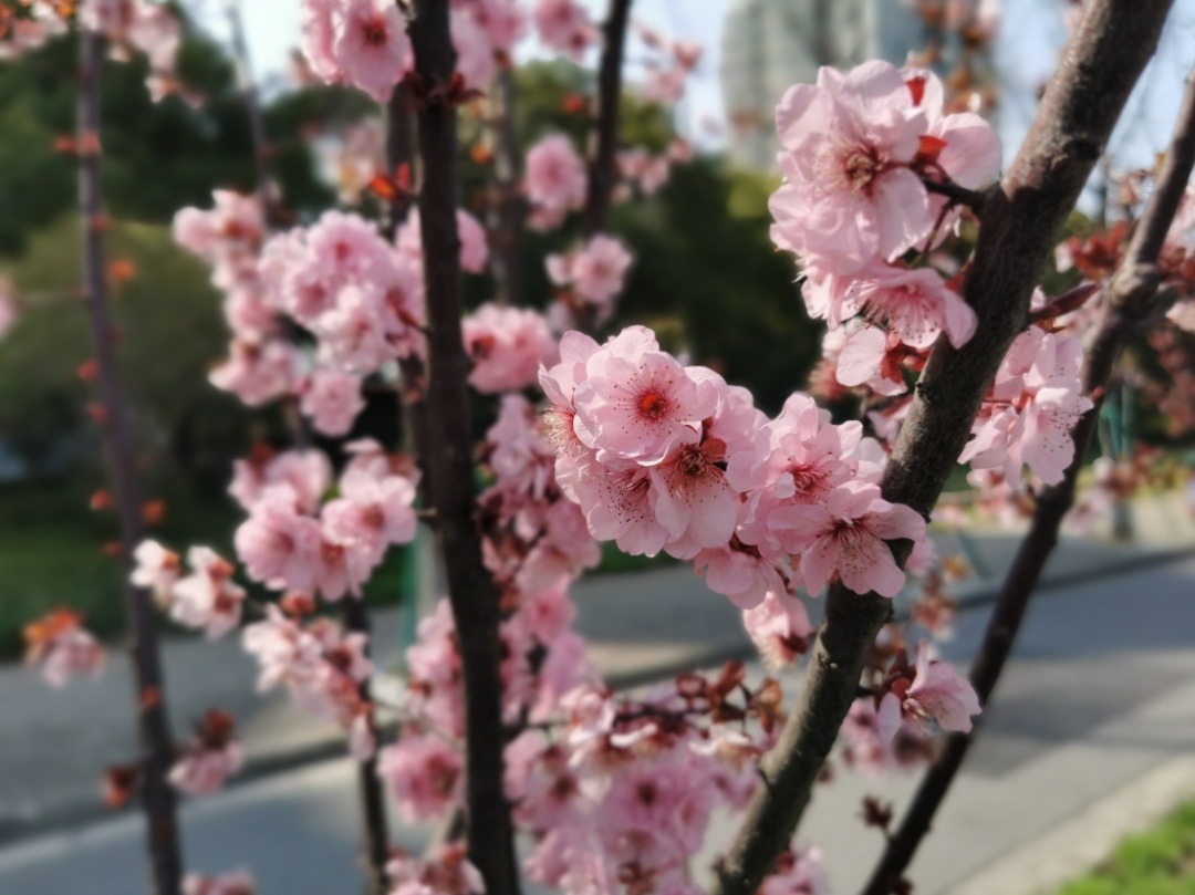 
北大口腔医院黄牛代挂号电话票贩子号贩子网上预约挂号,住院检查加快,宝山街头美人梅娇艳绽放 一起放慢脚步享受“梅”好吧