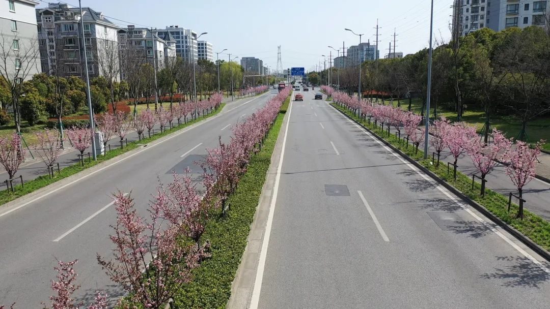 
北大口腔医院黄牛代挂号电话票贩子号贩子网上预约挂号,住院检查加快,宝山街头美人梅娇艳绽放 一起放慢脚步享受“梅”好吧