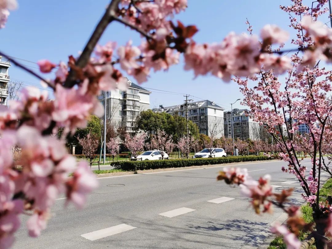 
北大口腔医院黄牛代挂号电话票贩子号贩子网上预约挂号,住院检查加快,宝山街头美人梅娇艳绽放 一起放慢脚步享受“梅”好吧