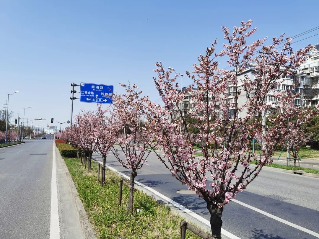 
北大口腔医院黄牛代挂号电话票贩子号贩子网上预约挂号,住院检查加快,宝山街头美人梅娇艳绽放 一起放慢脚步享受“梅”好吧