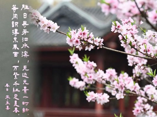 
中国医学科学院北京协和医院黄牛代挂号电话票贩子号贩子网上预约挂号,住院检查加快,跟着上海之鱼诗词灯柱，吟诵春日贤城丨世界诗歌日