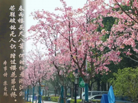
中国医学科学院北京协和医院黄牛代挂号电话票贩子号贩子网上预约挂号,住院检查加快,跟着上海之鱼诗词灯柱，吟诵春日贤城丨世界诗歌日