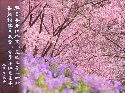 
中国医学科学院北京协和医院黄牛代挂号电话票贩子号贩子网上预约挂号,住院检查加快,跟着上海之鱼诗词灯柱，吟诵春日贤城丨世界诗歌日