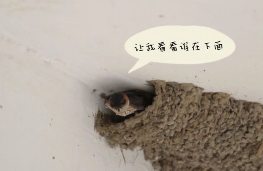 家燕和金腰燕的窝图片图片