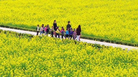 
中山大学肿瘤医院黄牛代挂号电话票贩子号贩子网上预约挂号,住院检查加快,菜花飞入庄行去，世间至美无别景丨奉贤风物