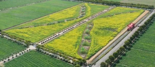 
中山大学肿瘤医院黄牛代挂号电话票贩子号贩子网上预约挂号,住院检查加快,菜花飞入庄行去，世间至美无别景丨奉贤风物