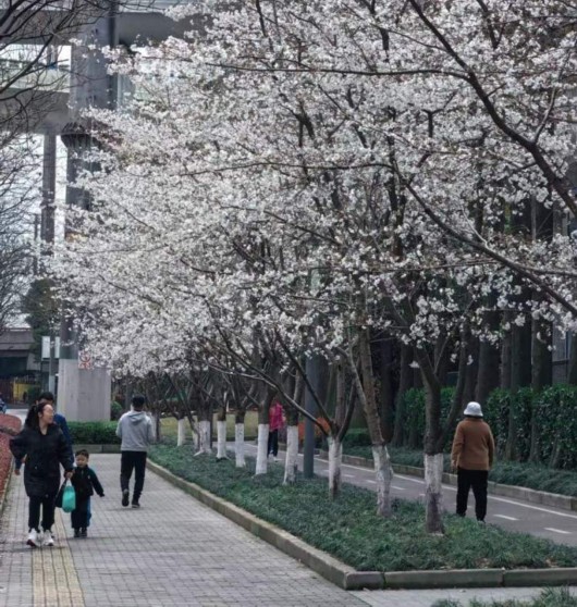 
江苏省中医院黄煌的号黄牛代挂号电话票贩子号贩子网上预约挂号,住院检查加快,美得一塌糊涂！全上海的染井吉野都开了，这些小众打卡点你知道么