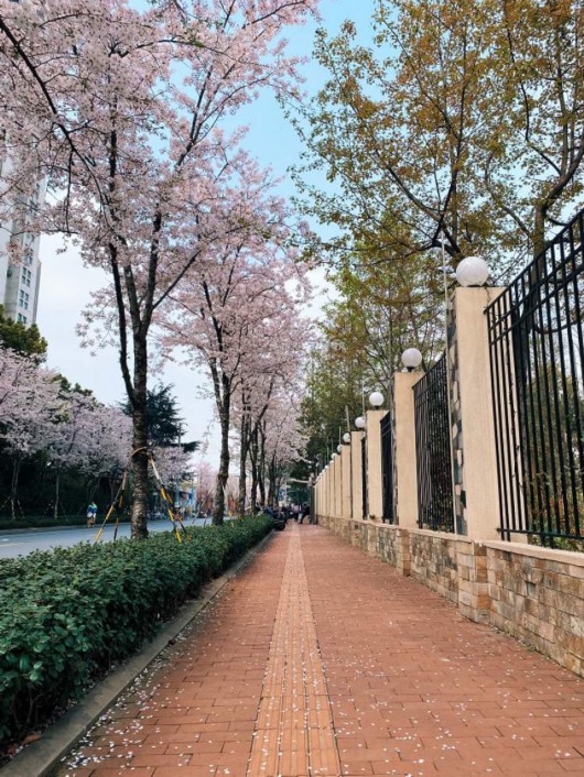 
江苏省中医院黄煌的号黄牛代挂号电话票贩子号贩子网上预约挂号,住院检查加快,美得一塌糊涂！全上海的染井吉野都开了，这些小众打卡点你知道么