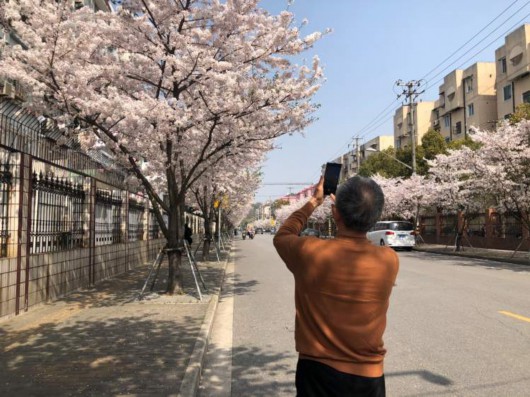 
江苏省中医院黄煌的号黄牛代挂号电话票贩子号贩子网上预约挂号,住院检查加快,美得一塌糊涂！全上海的染井吉野都开了，这些小众打卡点你知道么