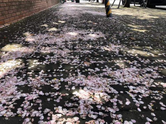
江苏省中医院黄煌的号黄牛代挂号电话票贩子号贩子网上预约挂号,住院检查加快,美得一塌糊涂！全上海的染井吉野都开了，这些小众打卡点你知道么