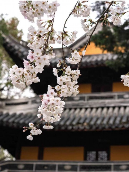 
江苏省中医院黄煌的号黄牛代挂号电话票贩子号贩子网上预约挂号,住院检查加快,美得一塌糊涂！全上海的染井吉野都开了，这些小众打卡点你知道么