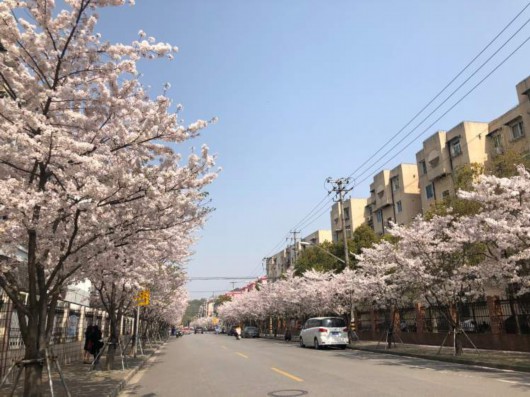 
江苏省中医院黄煌的号黄牛代挂号电话票贩子号贩子网上预约挂号,住院检查加快,美得一塌糊涂！全上海的染井吉野都开了，这些小众打卡点你知道么