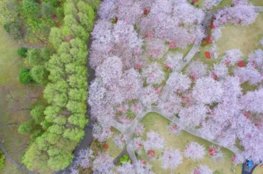 
江苏省中医院黄煌的号黄牛代挂号电话票贩子号贩子网上预约挂号,住院检查加快,美得一塌糊涂！全上海的染井吉野都开了，这些小众打卡点你知道么