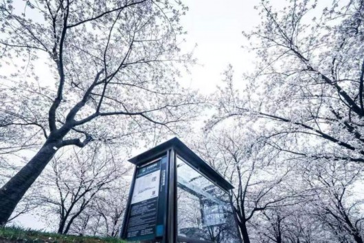 
江苏省中医院黄煌的号黄牛代挂号电话票贩子号贩子网上预约挂号,住院检查加快,美得一塌糊涂！全上海的染井吉野都开了，这些小众打卡点你知道么