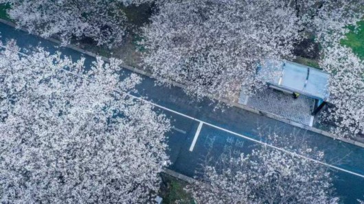 
江苏省中医院黄煌的号黄牛代挂号电话票贩子号贩子网上预约挂号,住院检查加快,美得一塌糊涂！全上海的染井吉野都开了，这些小众打卡点你知道么