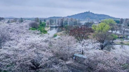 
江苏省中医院黄煌的号黄牛代挂号电话票贩子号贩子网上预约挂号,住院检查加快,美得一塌糊涂！全上海的染井吉野都开了，这些小众打卡点你知道么
